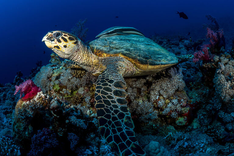 Biodiversity of The Red Sea Coastline Explored in Comprehensive New ...